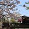 桜と電車