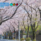 桜通り1