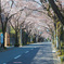 桜通り2
