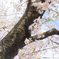 桜通り3