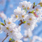 桜通り4