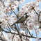 桜に身を寄せて  ~ シジュウカラ ~