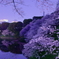 2018千鳥ヶ淵公園の桜3