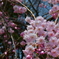 金沢城公園の桜