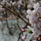 犀川の桜