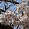 犀川の桜