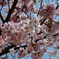 兼六園の桜
