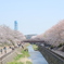 サクラ