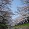 富山松川べり桜