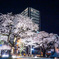 日立市 桜祭り