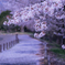 sakura