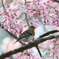 桜アトリ