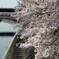 墨俣の桜