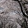 墨俣、桜トンネル。