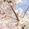 桜とはち