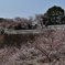 石川門の桜