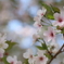 Cherry blossom