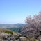 桜山