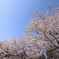 命短し恋せよ乙女