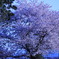 桜 2018 ①