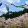 桜と鯉のぼり