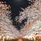 夜桜ハートとフル・ムーン