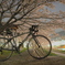 愛車と桜