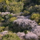 萌黄色と桜色と