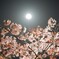 月と桜