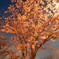 夜桜