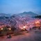公園の夜桜