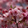 寒緋桜