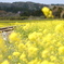 菜の花に続く線路