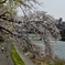 桜の下をランニング