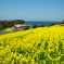 豊後高田　長崎鼻の菜の花