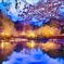 夜桜