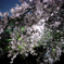 2018年3月の夜桜_1