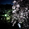 2018年3月の夜桜_2