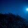 2018年3月の夜桜_3