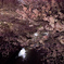 2018年3月の夜桜_4