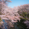 2018年4月の桜_1