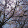 2018年4月の桜_2
