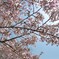 春光
