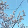 今年はじめましての桜です。