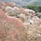 吉野桜Ⅱ
