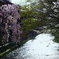 桜と小川
