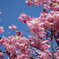 桜 鶴見緑地