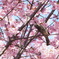 桜の蜜