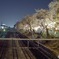 東中野の夜桜