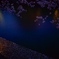 桜見